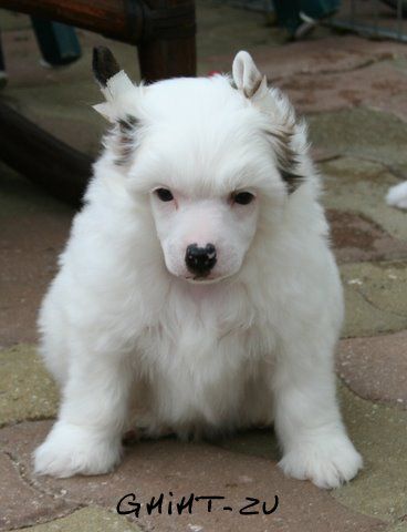 ghiht-zu du pavé de varennes