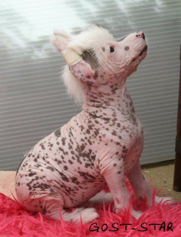 gost-star du pavé de varennes