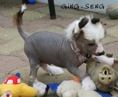 ging-seng du pavé de varennes