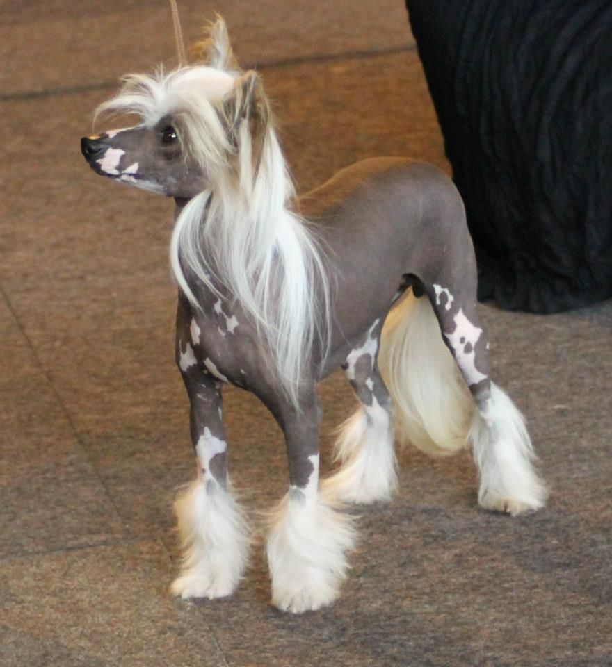 gay-chang du pavé de varennes