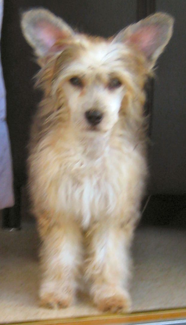 Kedveshazi Baronessan