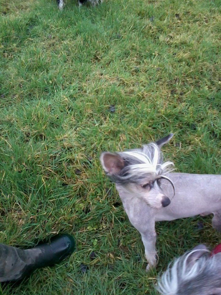 zerachiel smooth criminal (neutered)