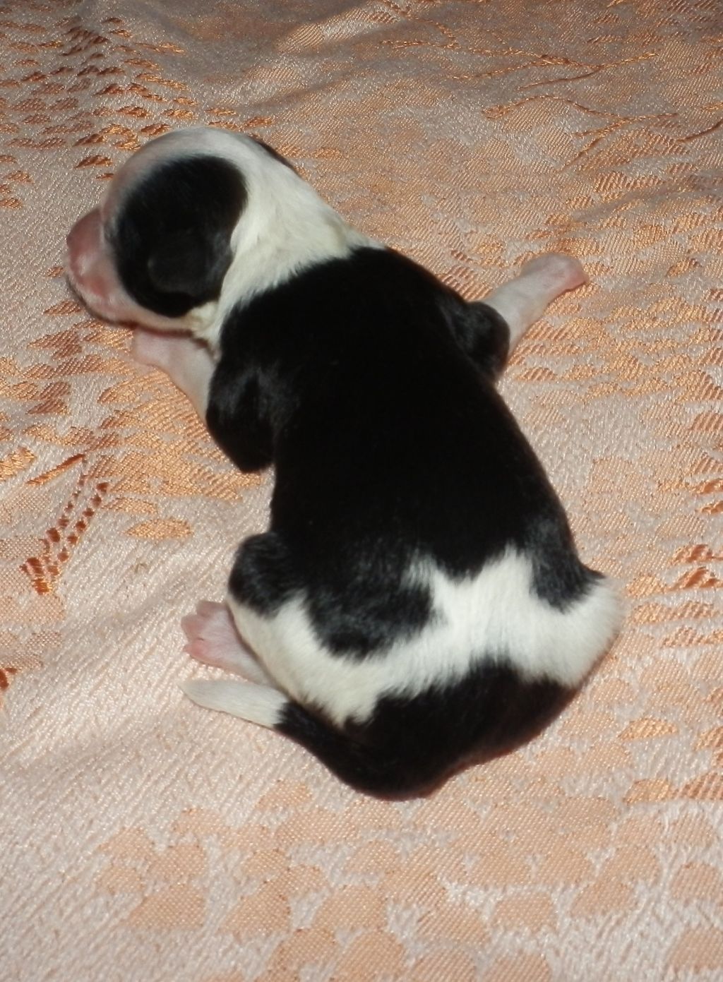 Orero Lovely Charisma Blessing