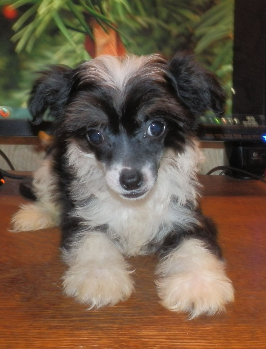 Orero Lovely Chamberlain Soprano