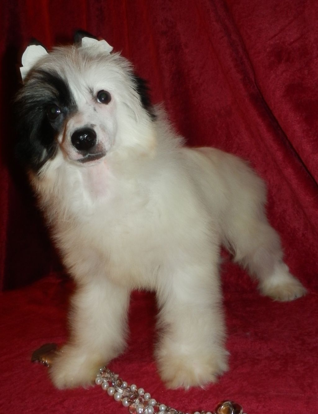 Orero Lovely Chelseya Nikolin