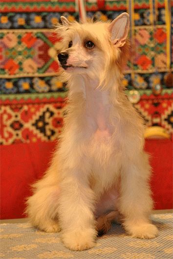 Ol Mary Kapi Biatriche 