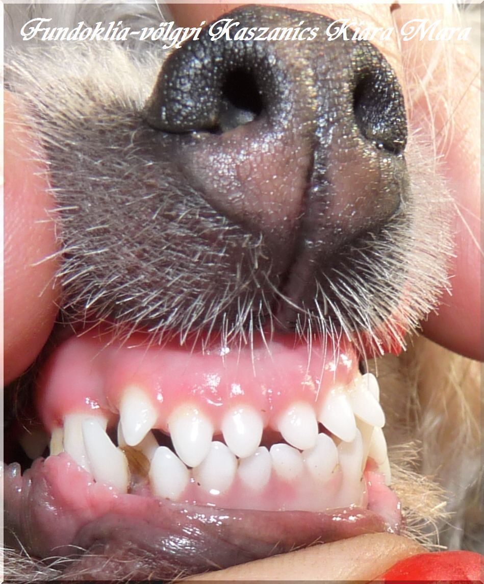 Fundoklia-völgyi Kaszanics Kiara Mara