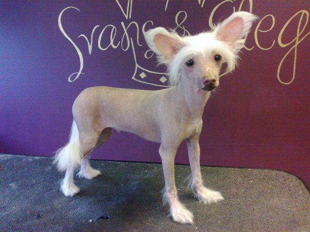 Burlesque Un'dressed