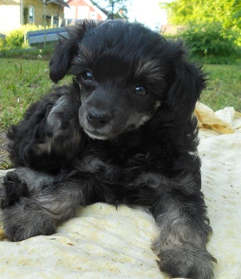 Burlesque Cross'dresser