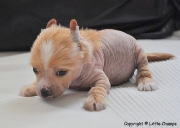 Kappuccino Little Champs