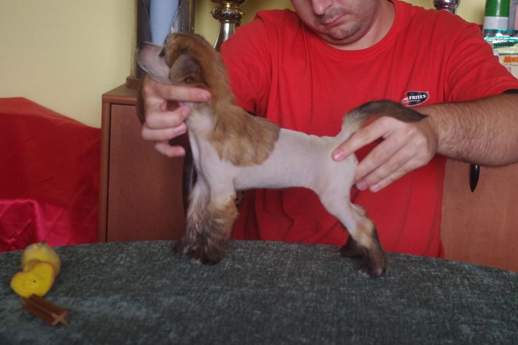 Big Fruit Astarte Gold