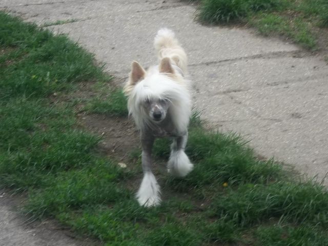 Puha - Luxus Porcelán Fenoménia