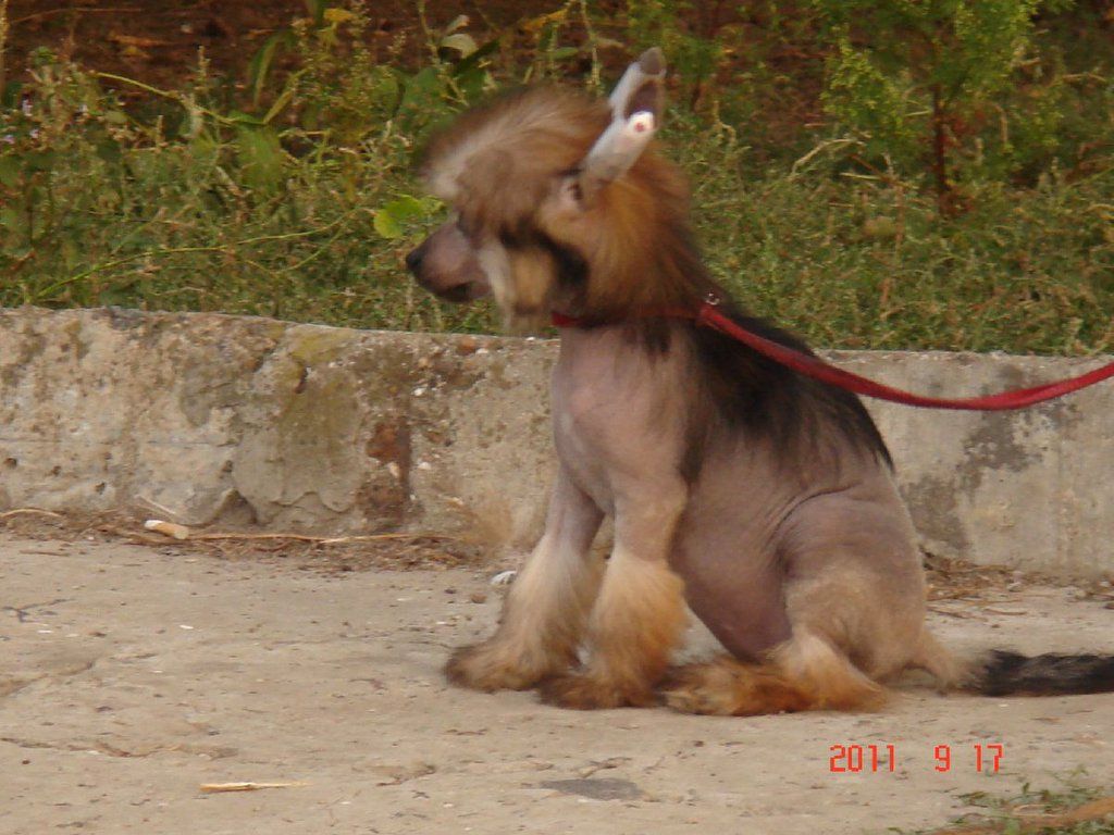 Santanika Molosos Gratzi