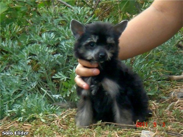 Sarabi Molosos Gratzi