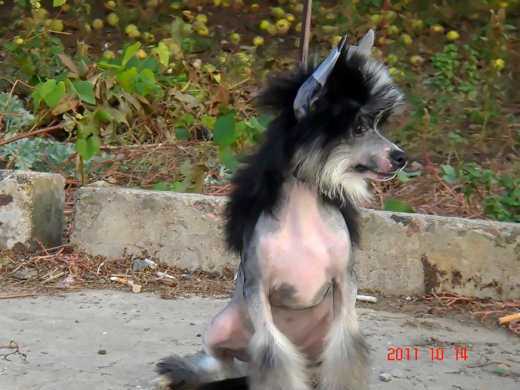 Savana Molosos Gratzi