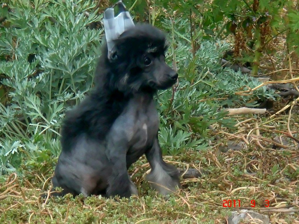 Samey Molosos Gratzi