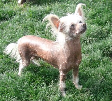 Be My Dog's Valentyne Suite