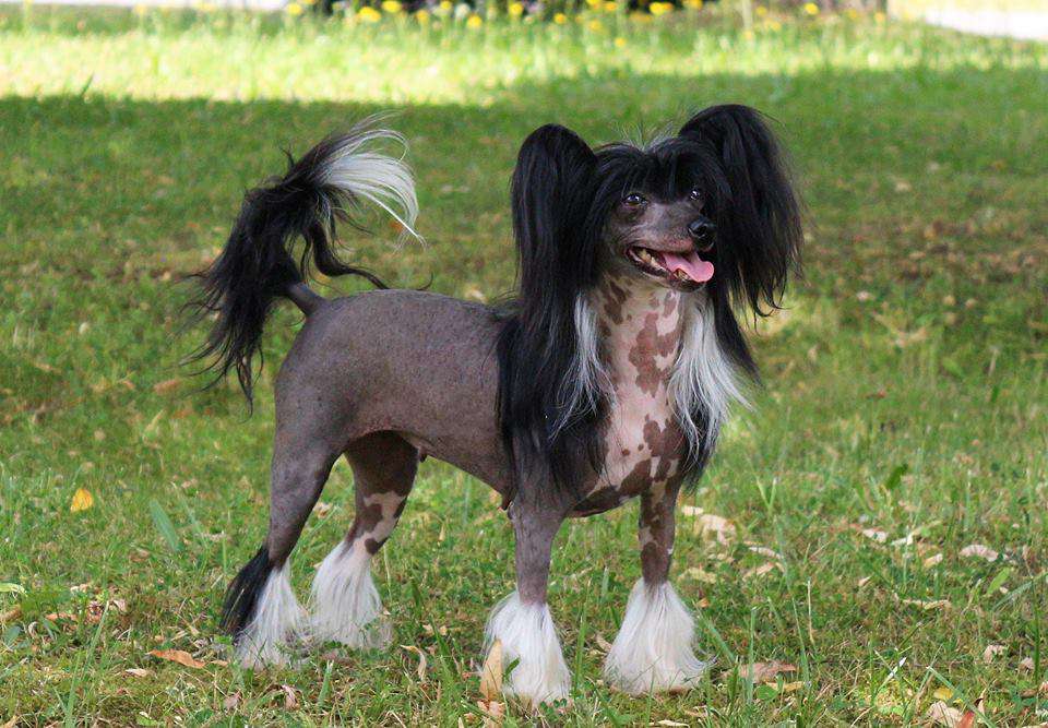 Legends N Lordocs Twilight Evening