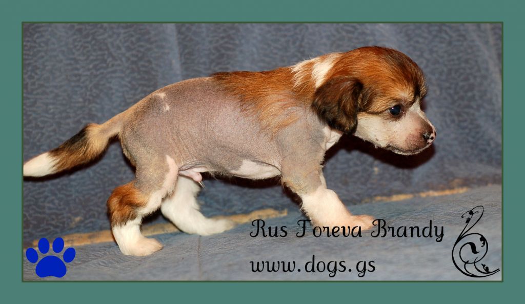 Rus Foreva Brandy