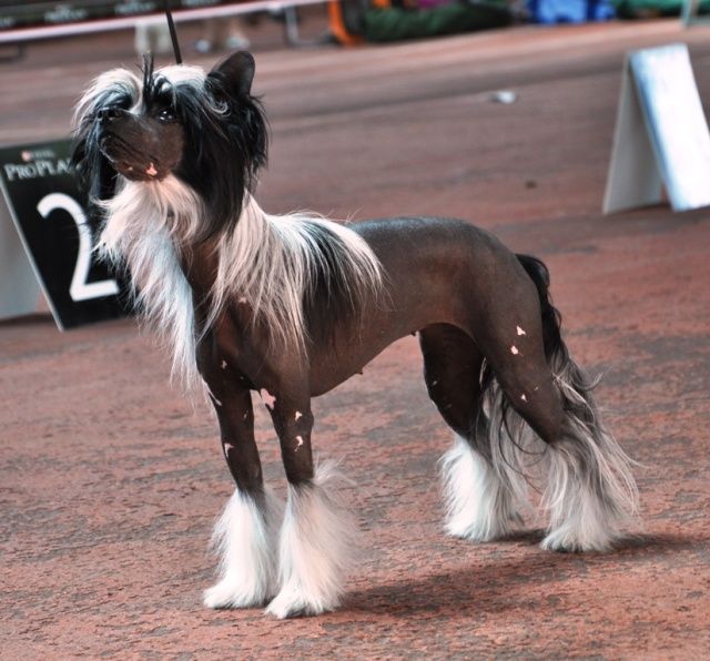 Driada, a Forrest Angel de Fageiro