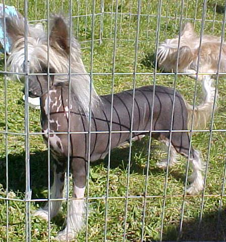 Sunwinds Shades Of Rapture