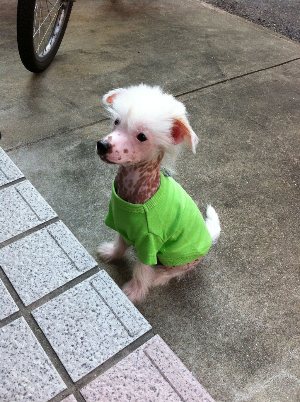 Rino Anne JP Strawberry Story