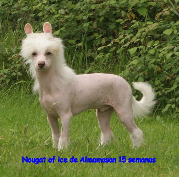 Nougar of ice de Almamasan