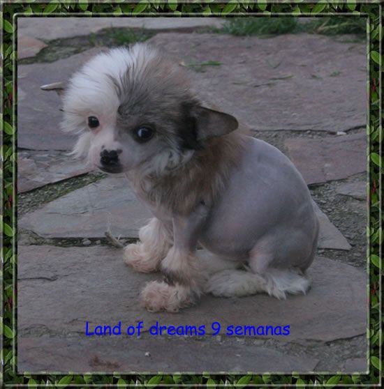 Land of dreans de Almamasan