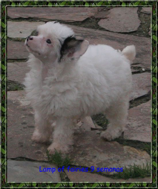 Lamp of fairies de Almamasan