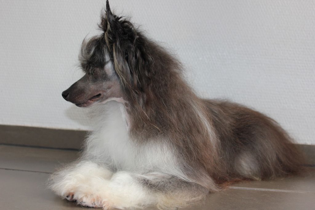 Funky Frits Little Charmings