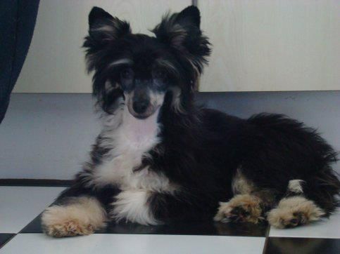 Fantastic Felisa Little Charmings.