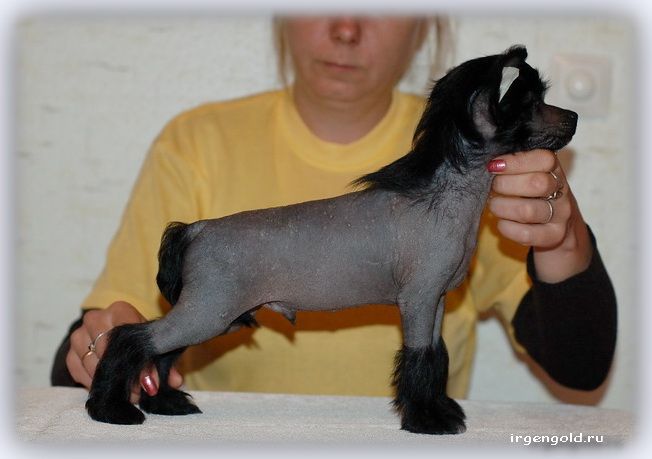 Irgen Gold Cristiano Ronaldo