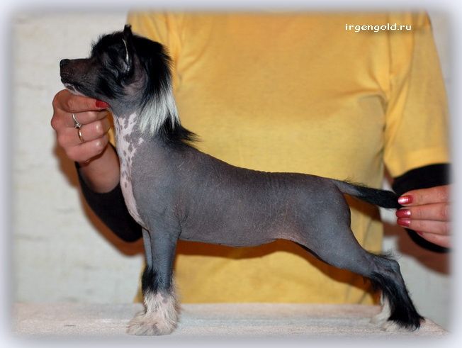 Irgen Gold  Kelly Grace