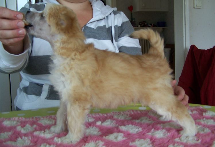 Blonkbergets Stella