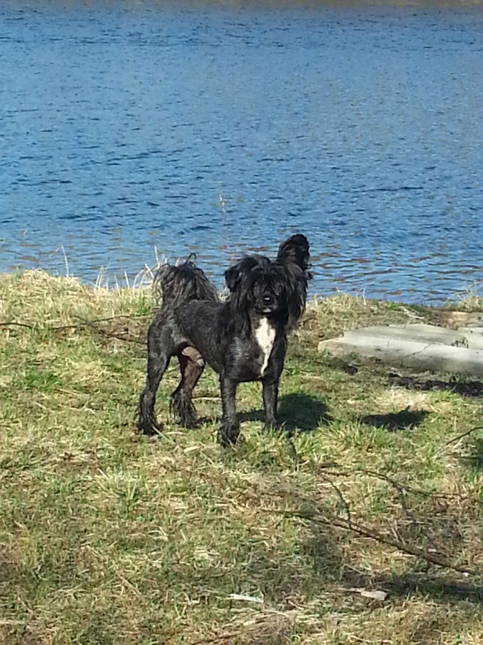 Blonkbergets Sheldon