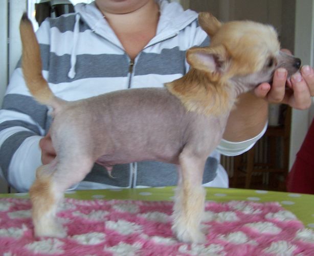 Blonkbergets Rusty Angel