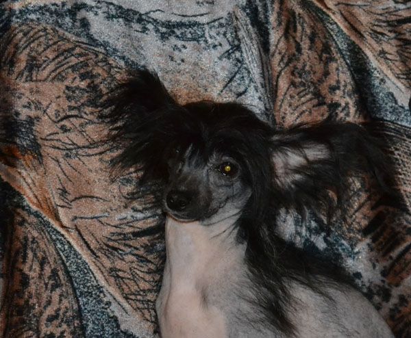 Vellar Pljus Karmelita Tsyganckaya Siuita