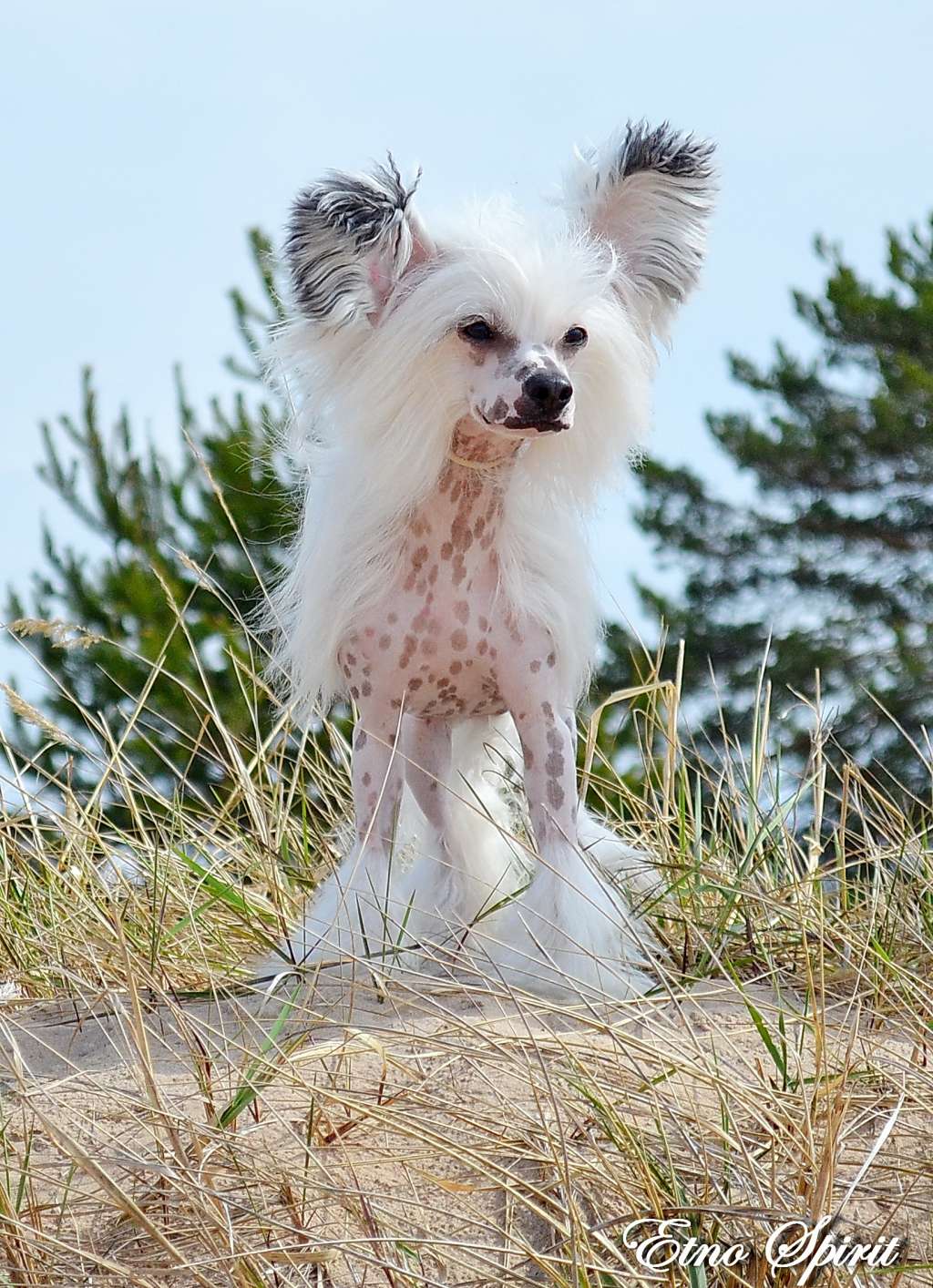 Ch. Rovanni Djekattolo Yanush Estefano