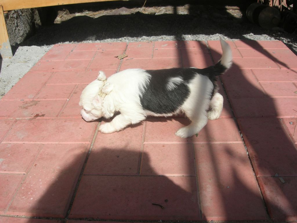 Rovanni Djekattolo Ynis Terri