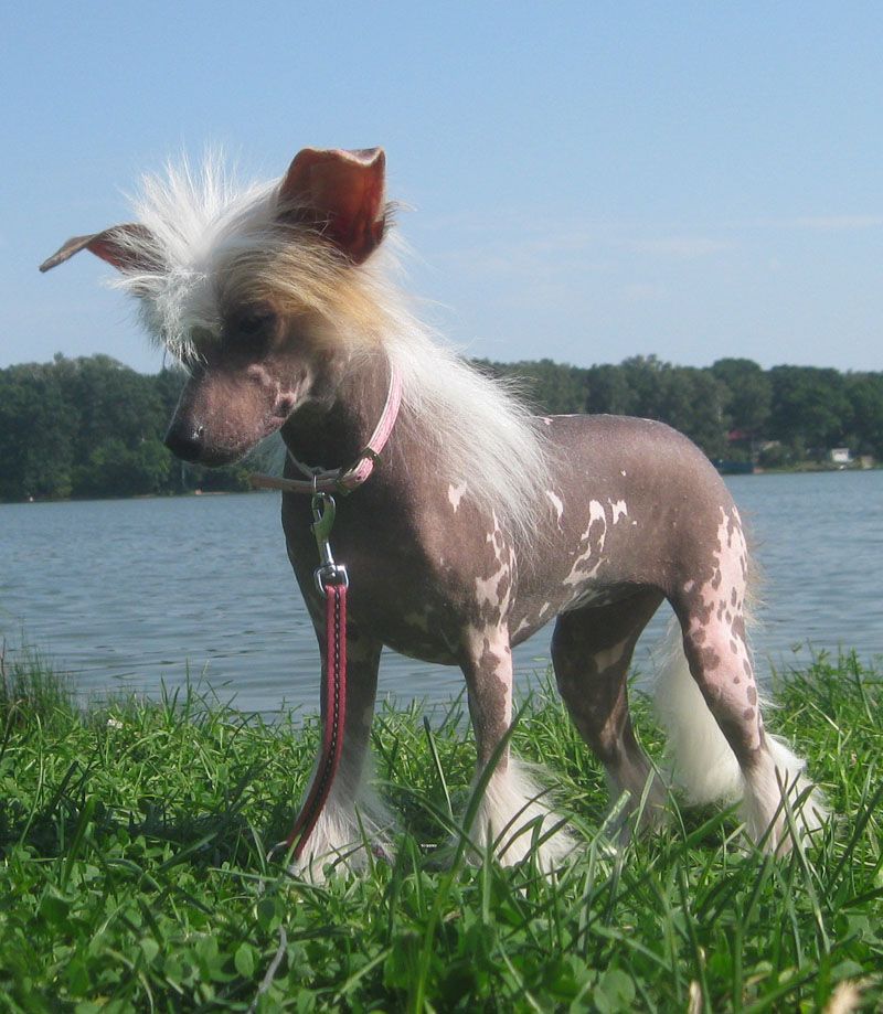 Angel O' Check Divnaya Orhidea