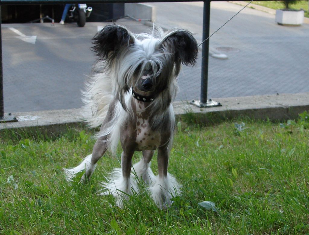 Almeria Elitinis Suo