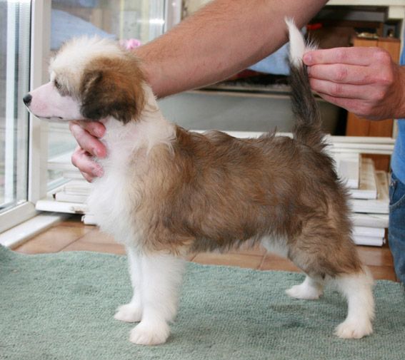 Vanitonia Lou La Belle