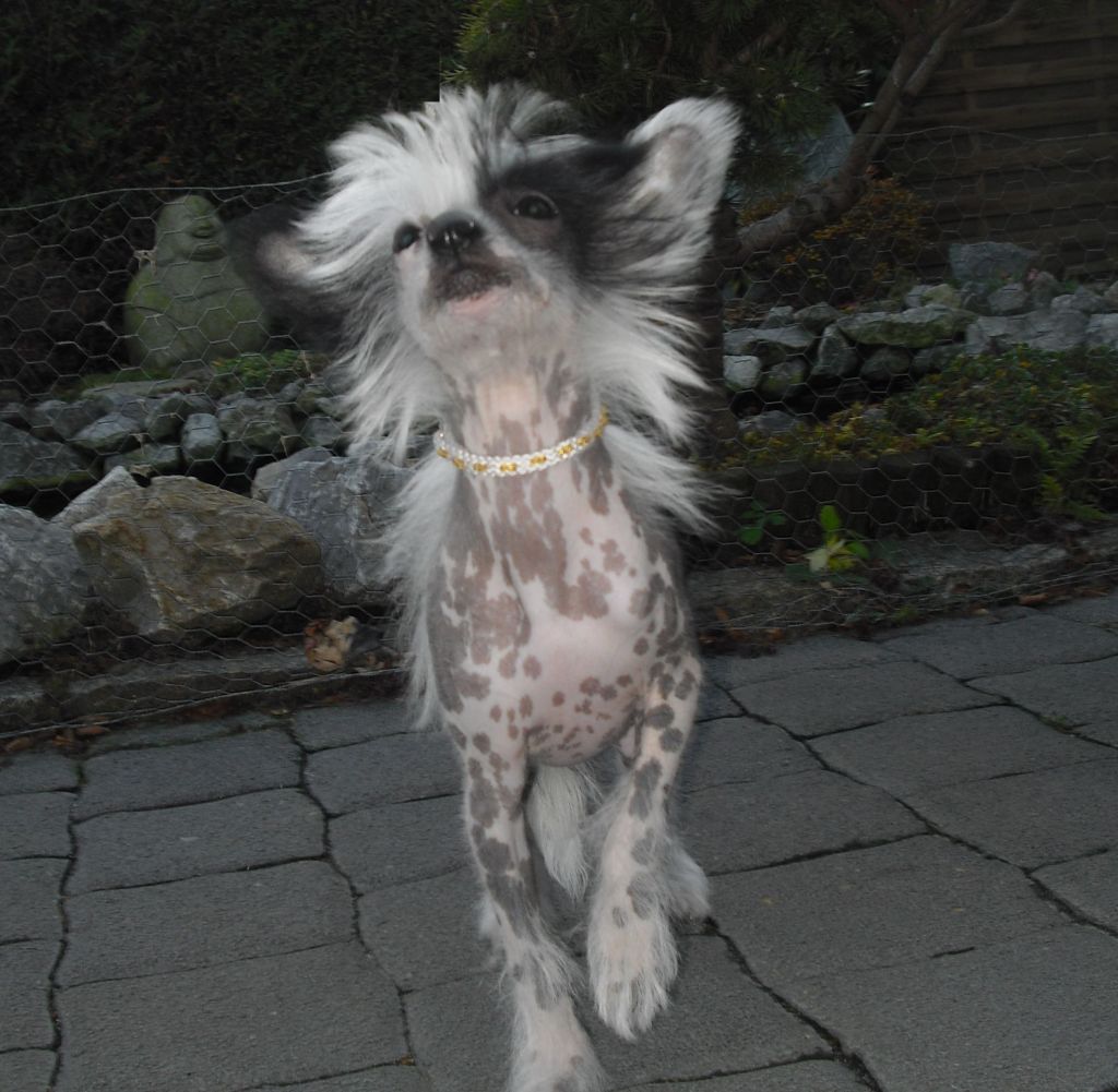 Yunao's Hestara Inya Yali