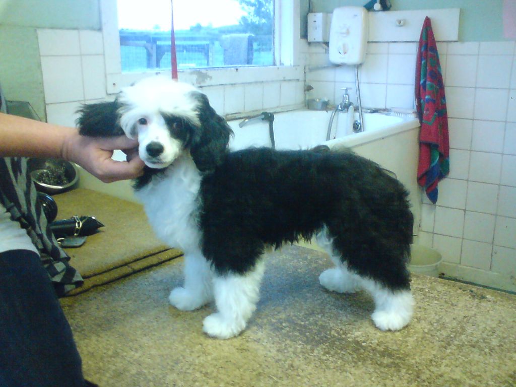 Sigyns Thyme Warrior