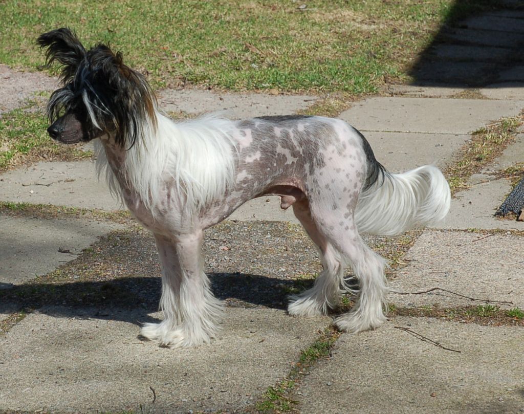 Mooncrest Happy Harlequin