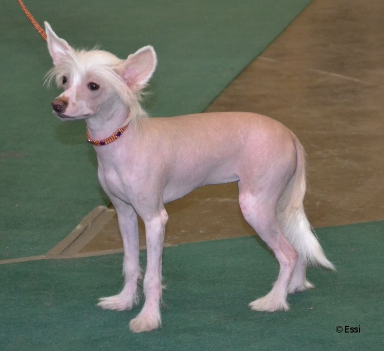 Tupsuhännän Niiskuneiti