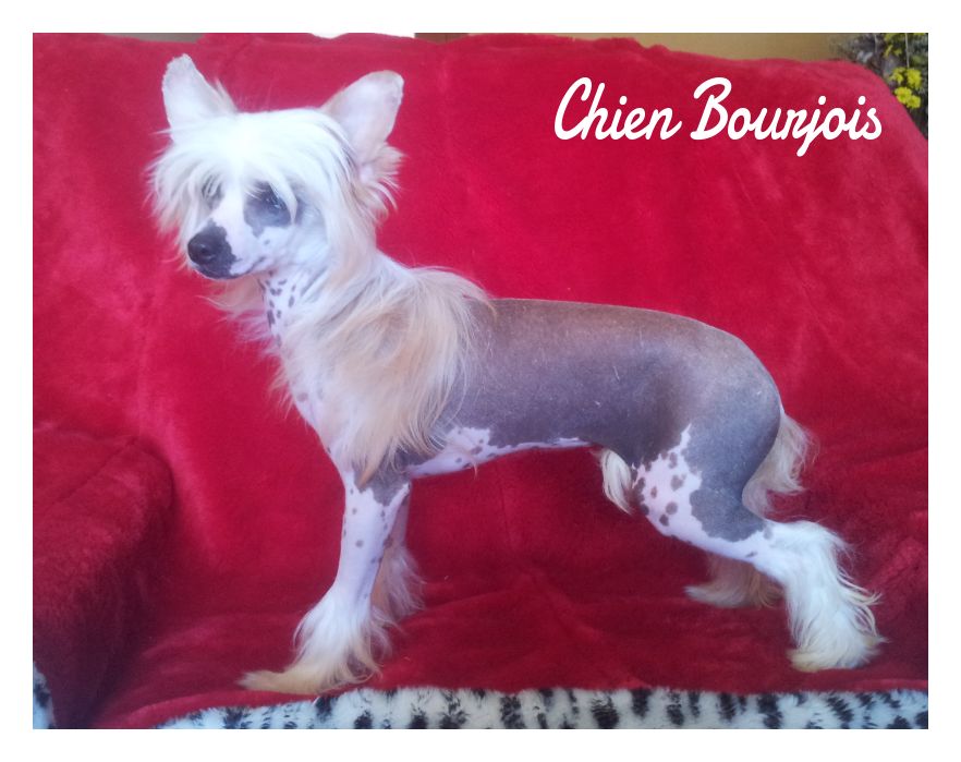 Last Princess de Bullack