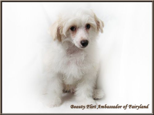 Beauty Flirt Ambassador of Fairyland