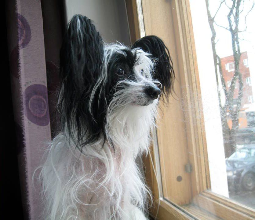 Giandujan Escape From Reality