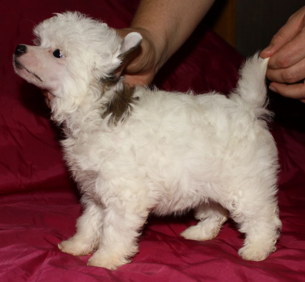 Premier Mari Elena Prekrasnaya